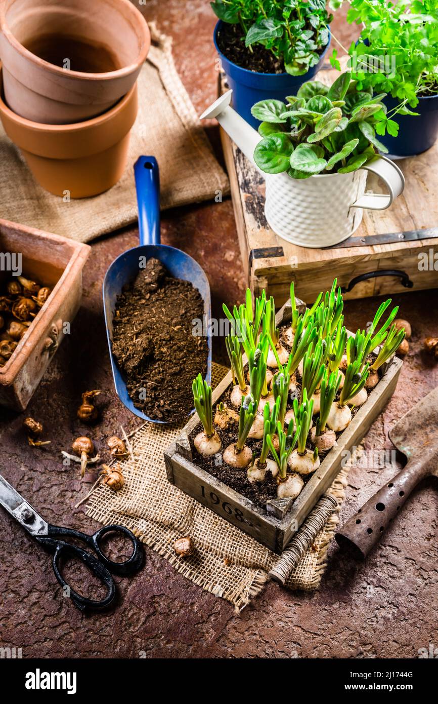 Concept de plantation et de jardinage - plantules et plantes prêtes pour la plantation avec des outils de jardin Banque D'Images