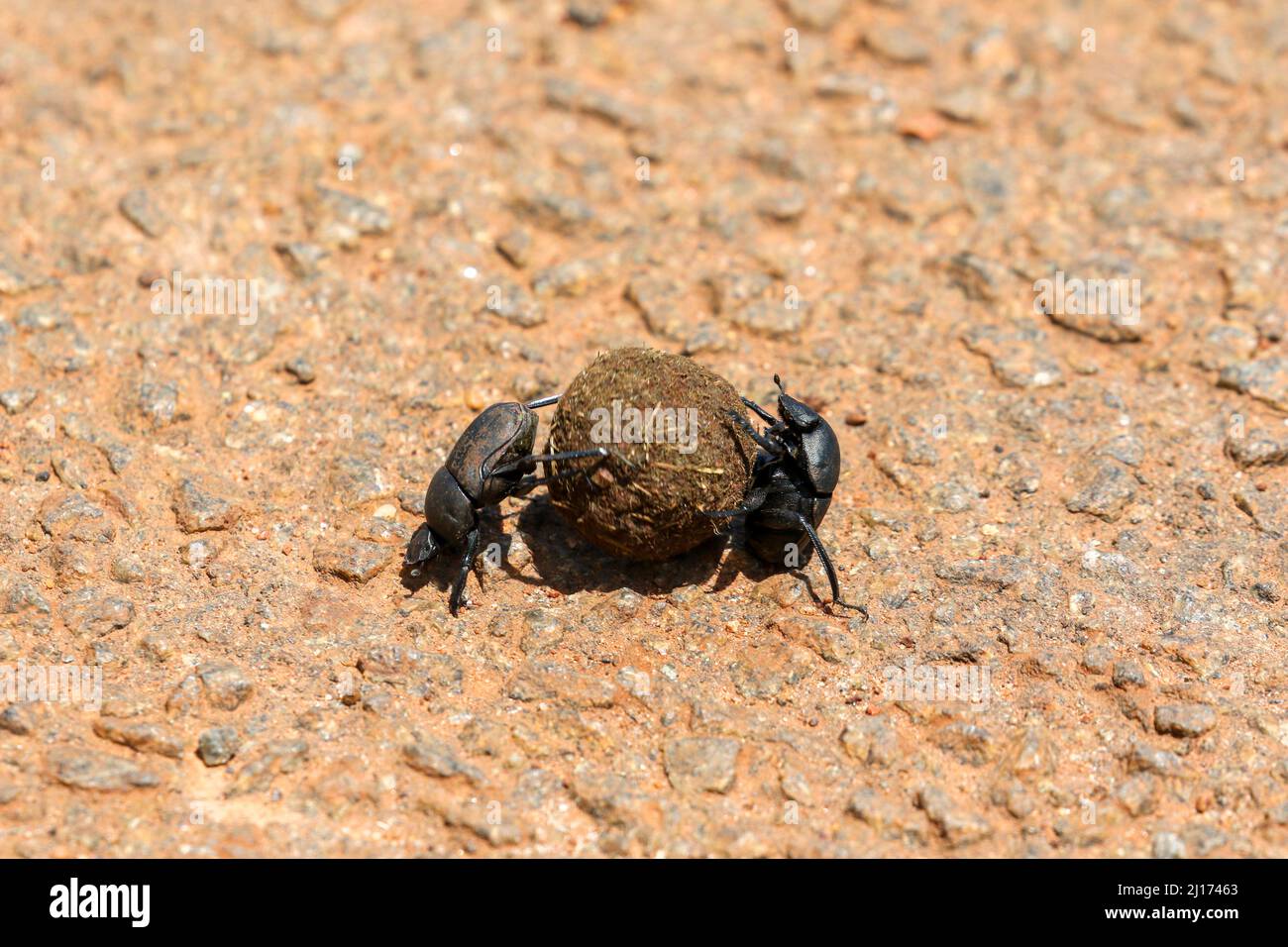 Dung scarabées, Afrique du Sud Banque D'Images