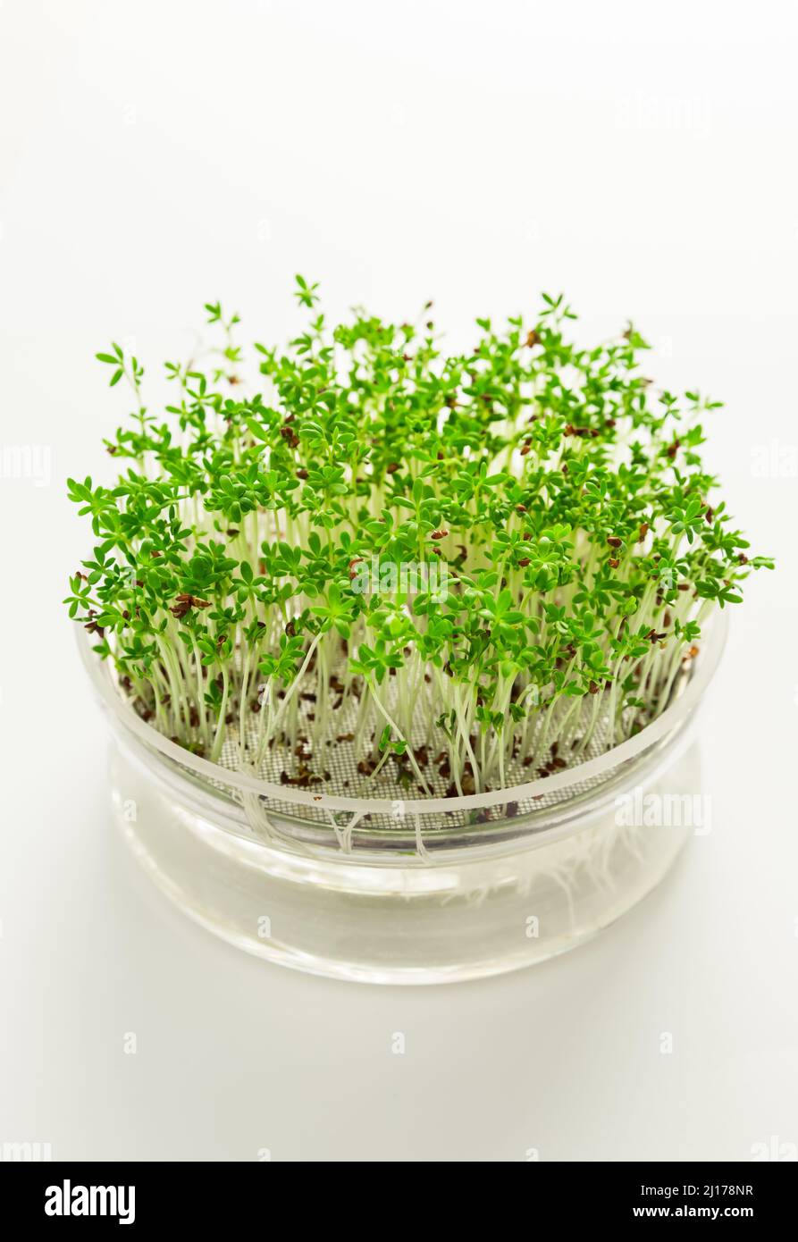 Culture de micro-légumes et de cresson dans un bac à semences en verre sur fond blanc Banque D'Images