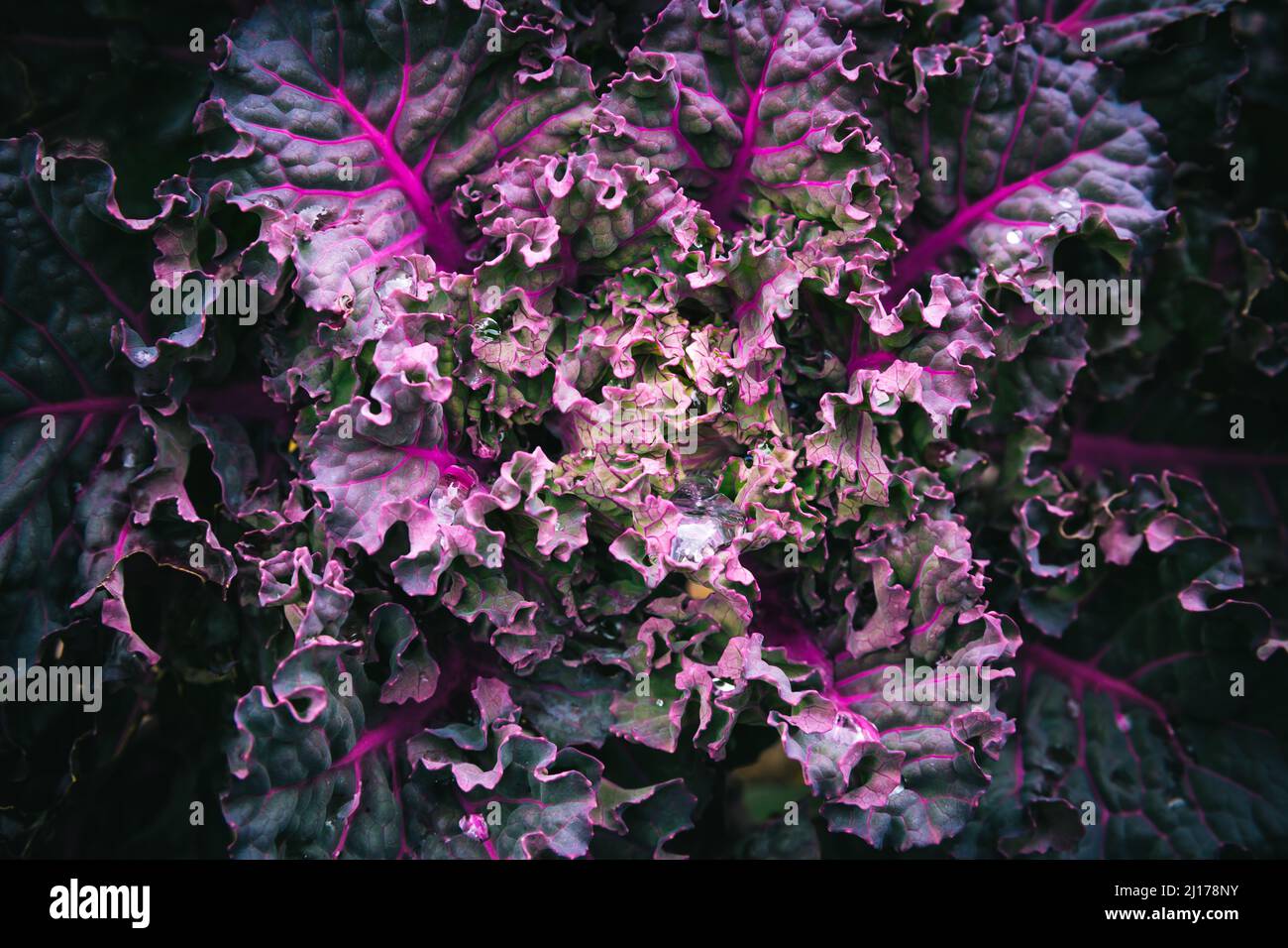 Kalette, choux de kale ou choux de fleurs poussant dans le potager. Plante hybride, croisement entre kale et choux de Bruxelles. Banque D'Images