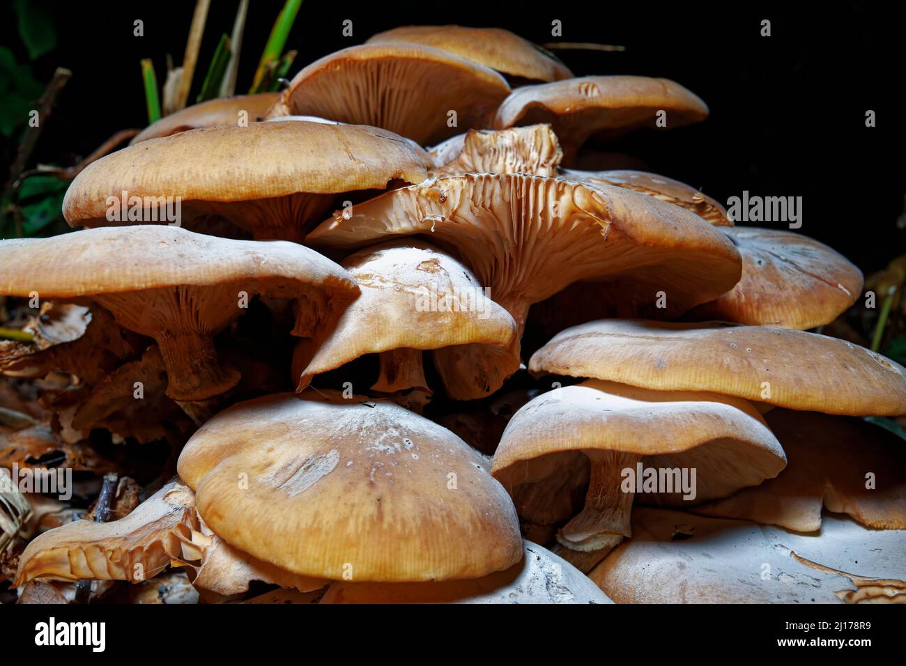 Grands champignons bruns dans un jardin anglais de la fin de l'automne au début de l'hiver avec des dommages d'être mangé par des limaces photographiées la nuit Banque D'Images