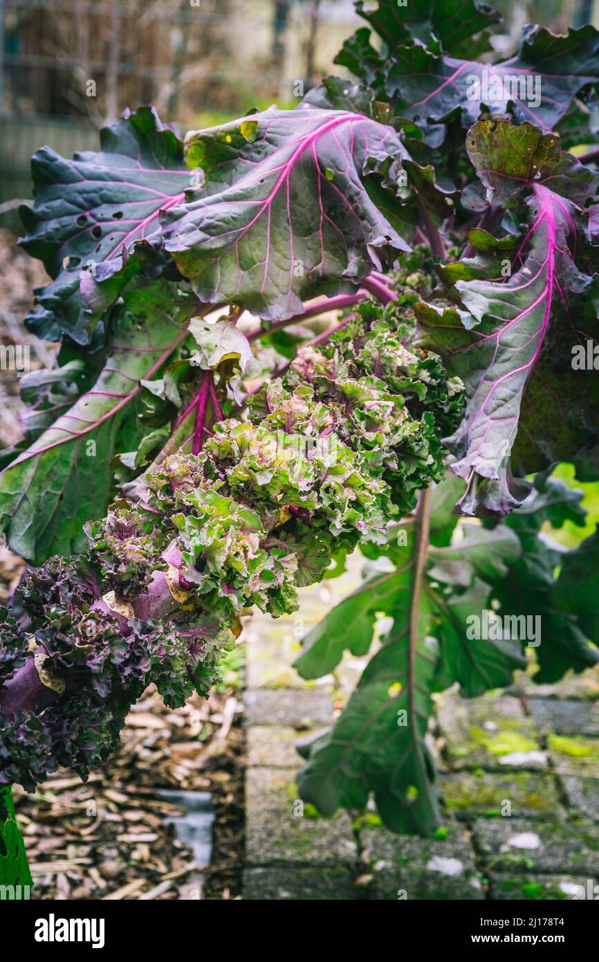 Kalette, choux de kale ou choux de fleurs poussant dans le potager. Plante hybride, croisement entre kale et choux de Bruxelles. Banque D'Images