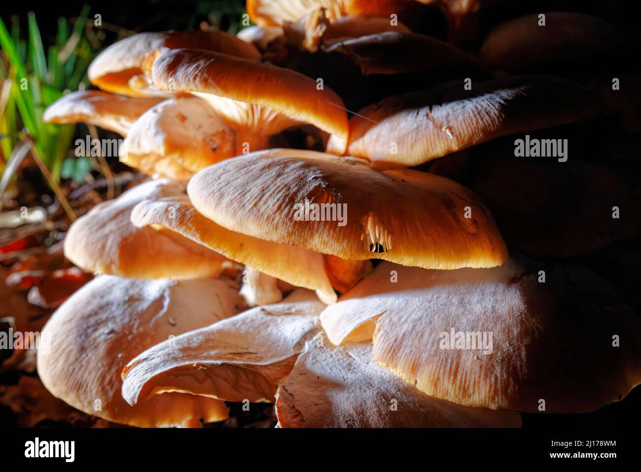 Grands champignons bruns dans un jardin anglais de la fin de l'automne au début de l'hiver avec des dommages d'être mangé par des limaces photographiées la nuit Banque D'Images