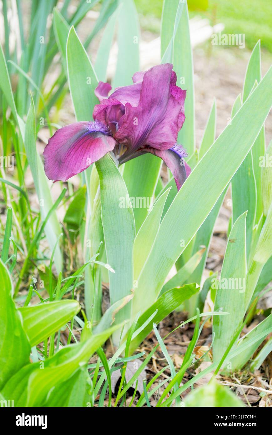 Fleur d'iris violet dans un lit de jardin de printemps Banque D'Images
