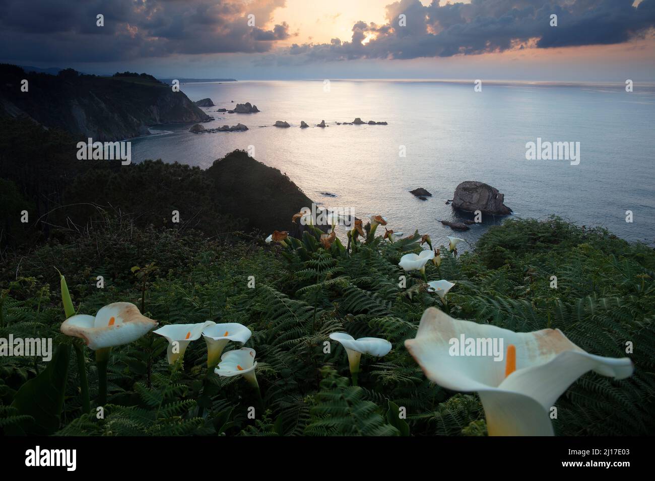 Calla Lillies fleurit sur la côte brousse au coucher du soleil, mer Cantabrique, Espagne Banque D'Images