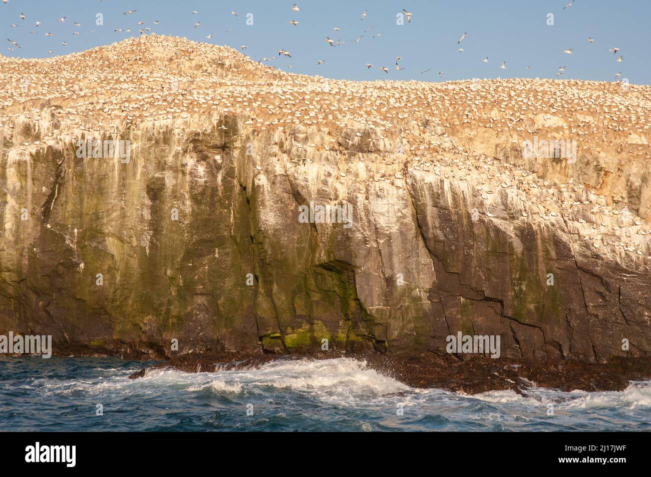Colonie de Gannet, île de Grassholm, Pembrokeshire, pays de Galles, Royaume-Uni Banque D'Images