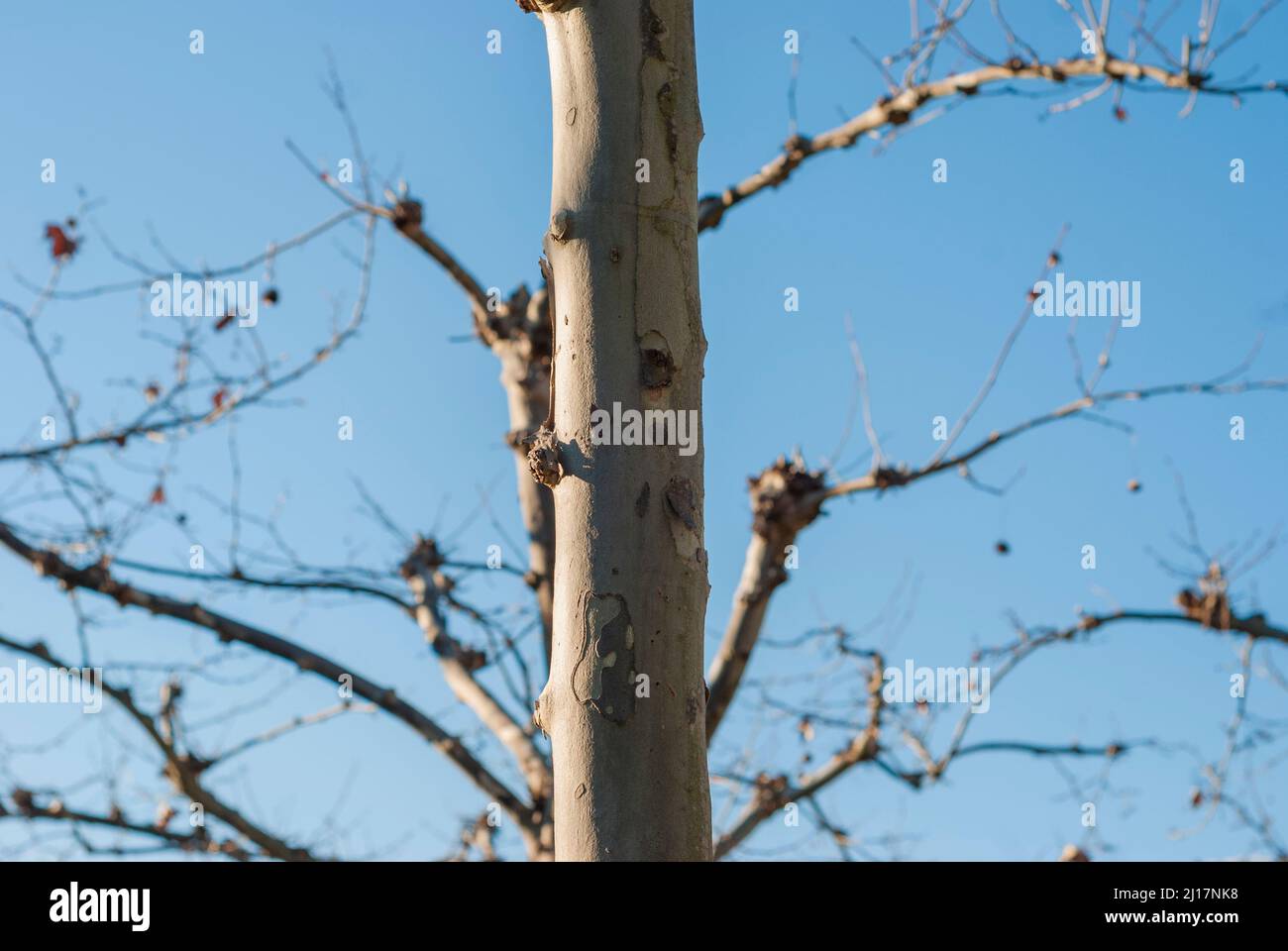 Détail écorce de tronc d'arbre avec branches élaguées avec ciel bleu dans Platanus hispanica horizontal, plan d'ombre Banque D'Images