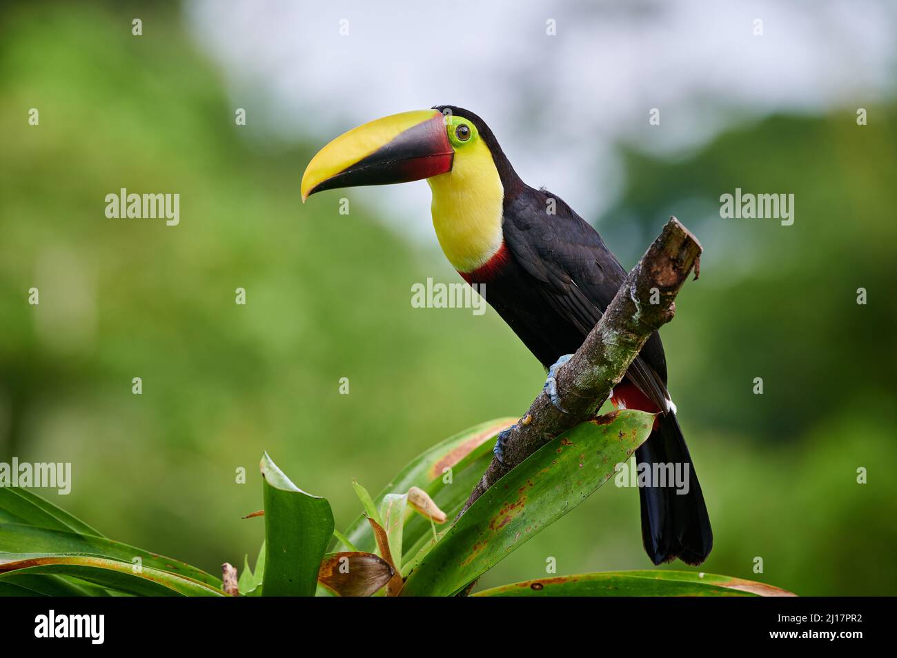 Toucan de châtaignier ou toucan de Swainson (Ramphastos ambiguus swainsonii), Maquenque Eco Lodge, Costa Rica, Amérique centrale Banque D'Images