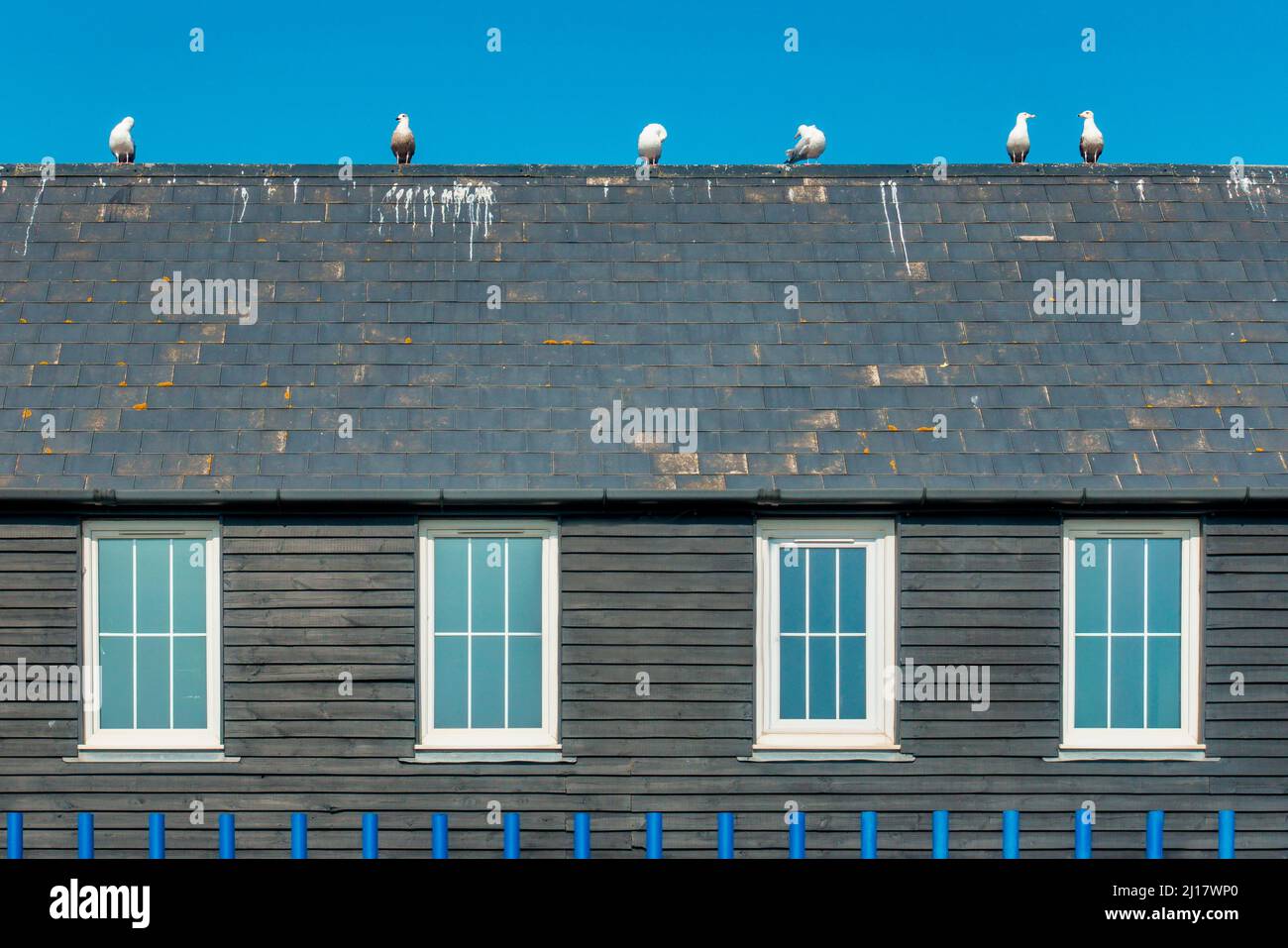 Seagulls,en ligne,Rooftop.Whitstable Harbour,Whitstable,Kent Banque D'Images