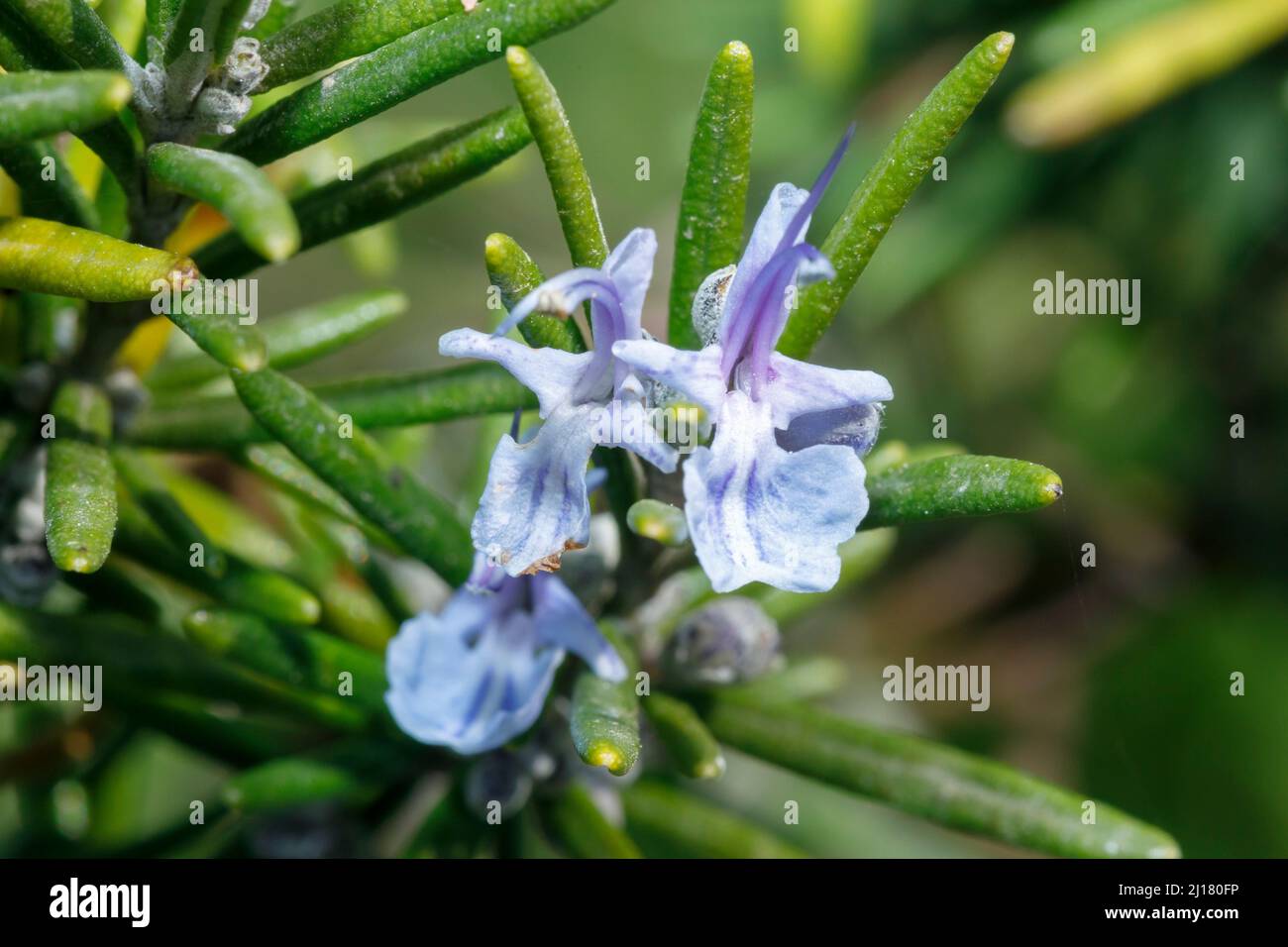 Romarin et fleurs Banque D'Images