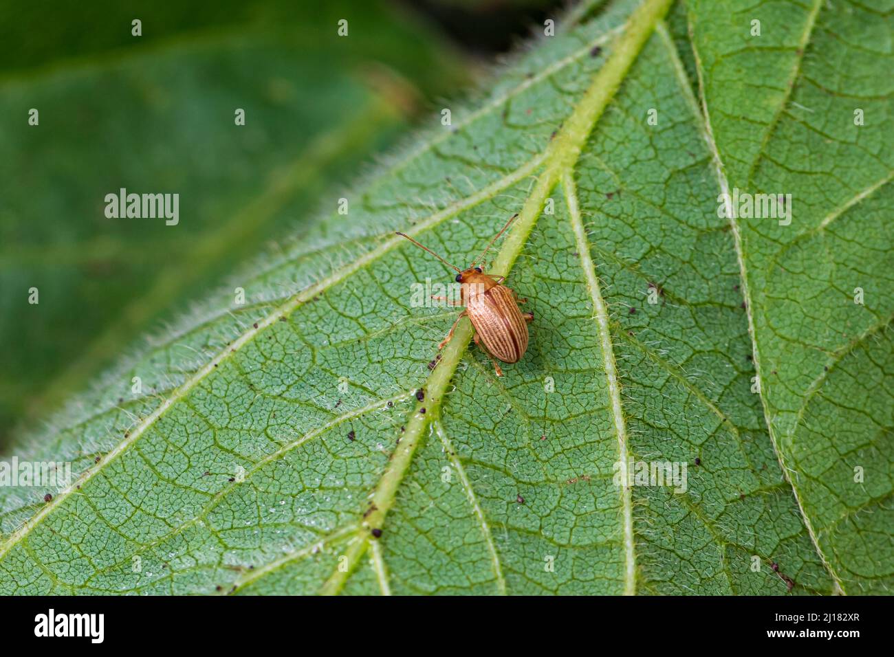 Colapis de raisin, coléoptère mangeant des feuilles de soja. Agriculture concept de lutte et de gestion des insectes et des ravageurs. Banque D'Images