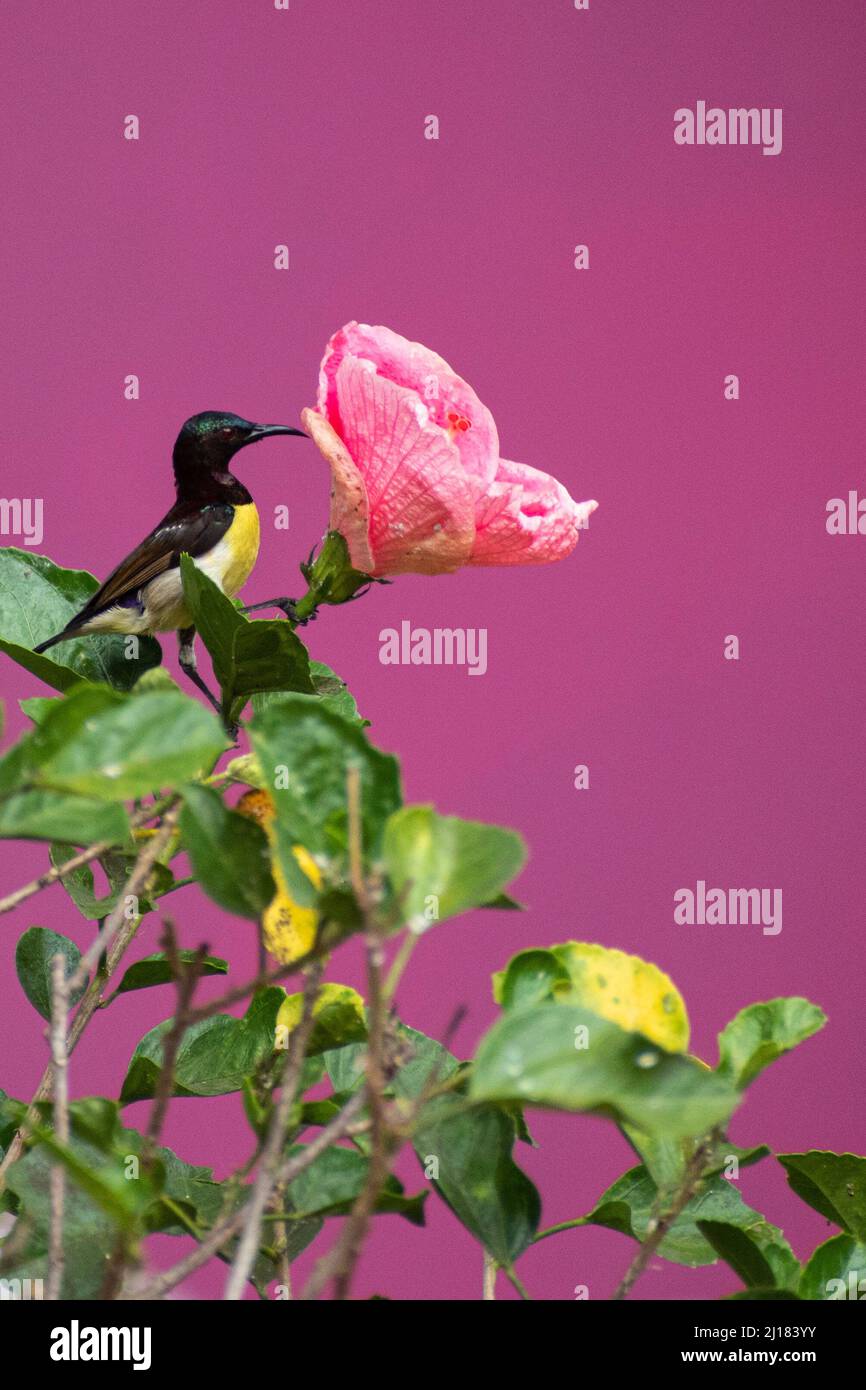 Une photo de sunbird aux rumpes de violet buvant le nectar d'une fleur de géranium de jungle dans un jardin Banque D'Images