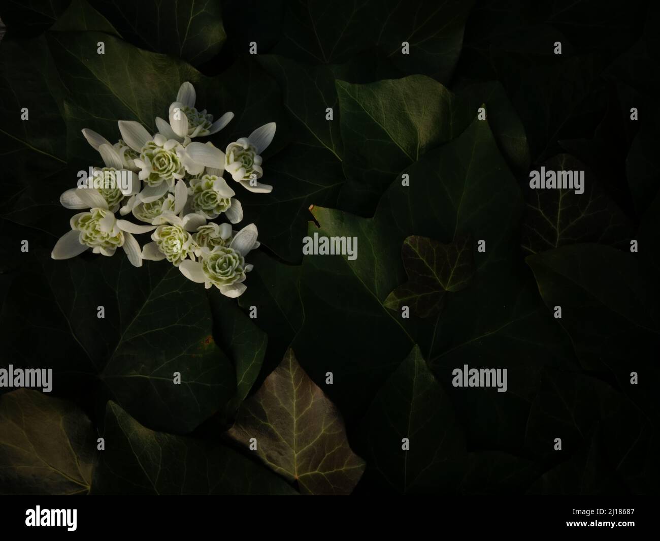 Magnifiques gouttes de neige blanches sur des feuilles de lierre vertes parfaites comme fond floral ou comme modèle floral pour une carte de voeux de pâques avec un thème de printemps. Banque D'Images
