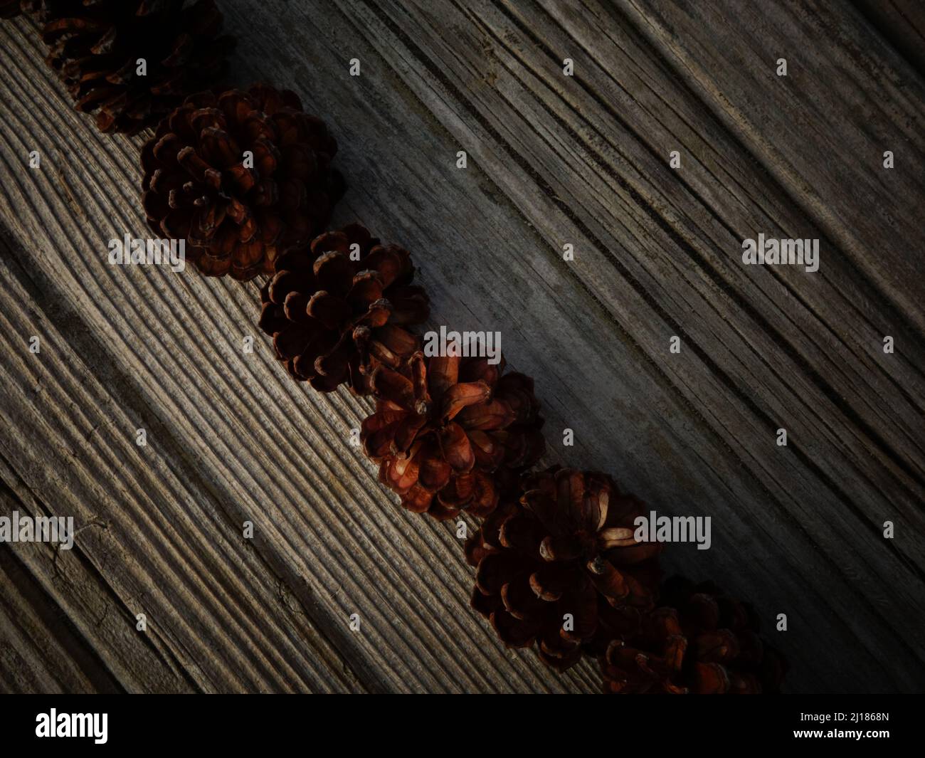 Cônes de pin sur parquet. Décoratif pour votre propre utilisation comme modèle ou arrière-plan. Ajoutez du texte ou écrivez un message. Banque D'Images