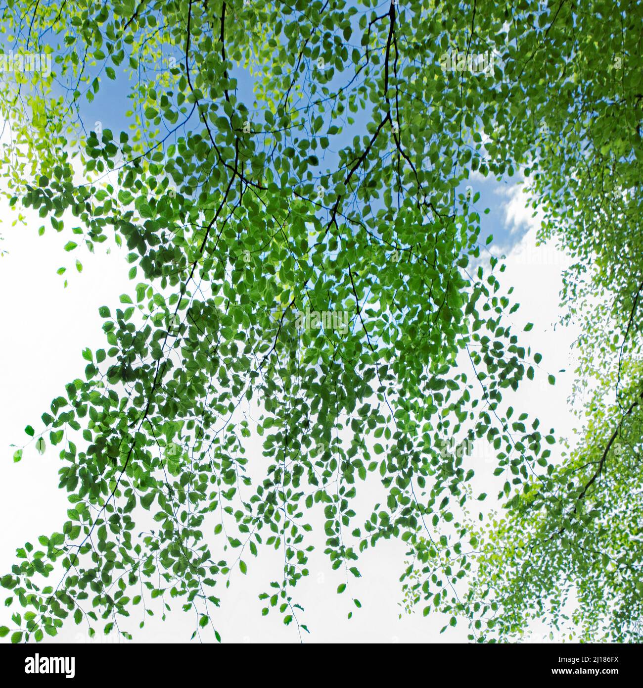 Photographie artistique abstraite et impressionniste dans des tons et teintes de nuances des forêts et des bois de Cannock Chase montrant des éléments de design co Banque D'Images