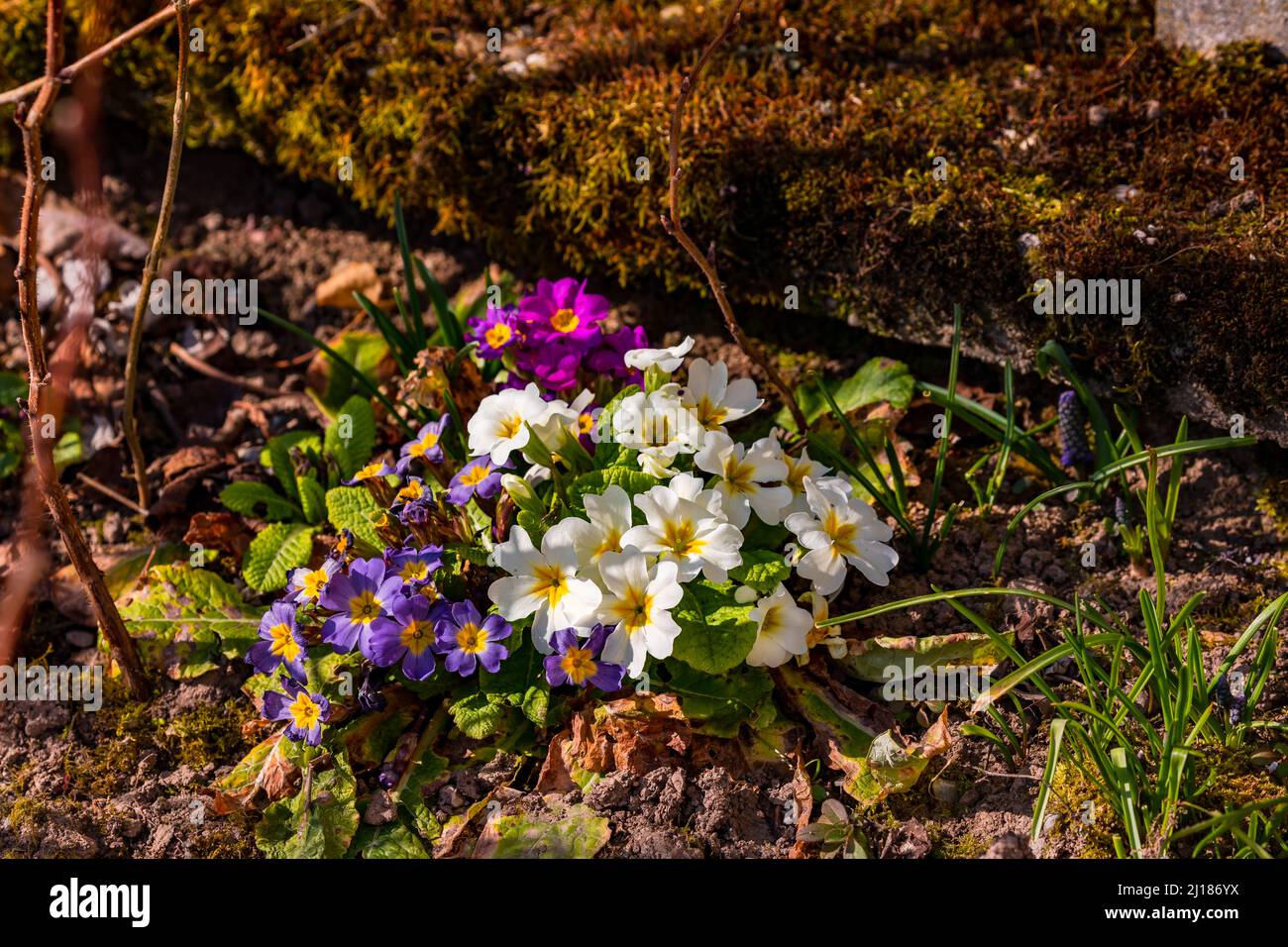 Fleurs printanières en blanc, rose, violet et vert dans un jardin idyllique en Allemagne Banque D'Images Fleurs printanières en blanc, rose, violet et vert dans un jardin idyllique en Allemagne Banque D'Images