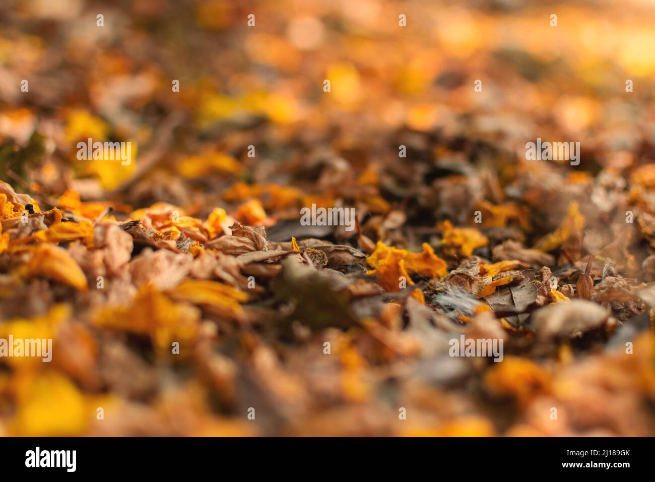 Fond naturel de feuilles et de fleurs tombées sur le sol pendant la saison d'automne. Mise au point sélective utilisée. Banque D'Images