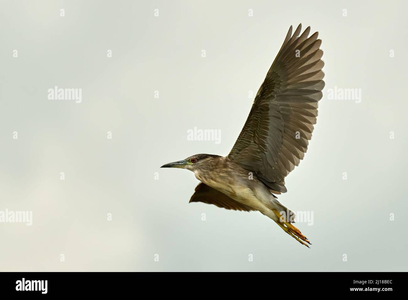 Héron de nuit jeune oiseau en vol. Voler avec des ailes étalées. Vue latérale, gros plan. Copier l'espace. Espèce de genre Nycticorax nycticorax. Slovaquie Banque D'Images