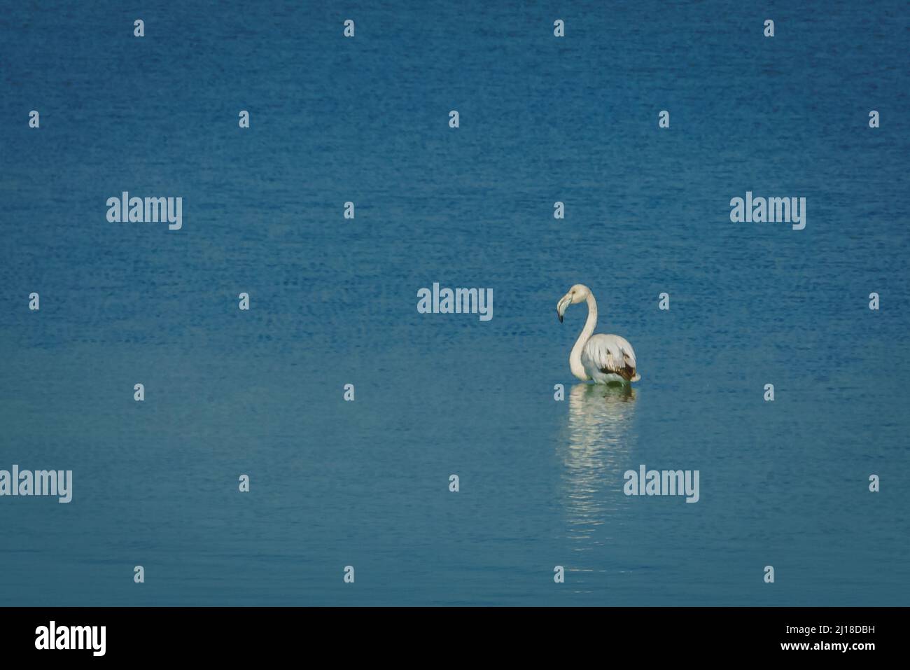 Flamants dans le parc régional de Salinas y Arenales del Mar Menor. Murcie. Espagne. Banque D'Images