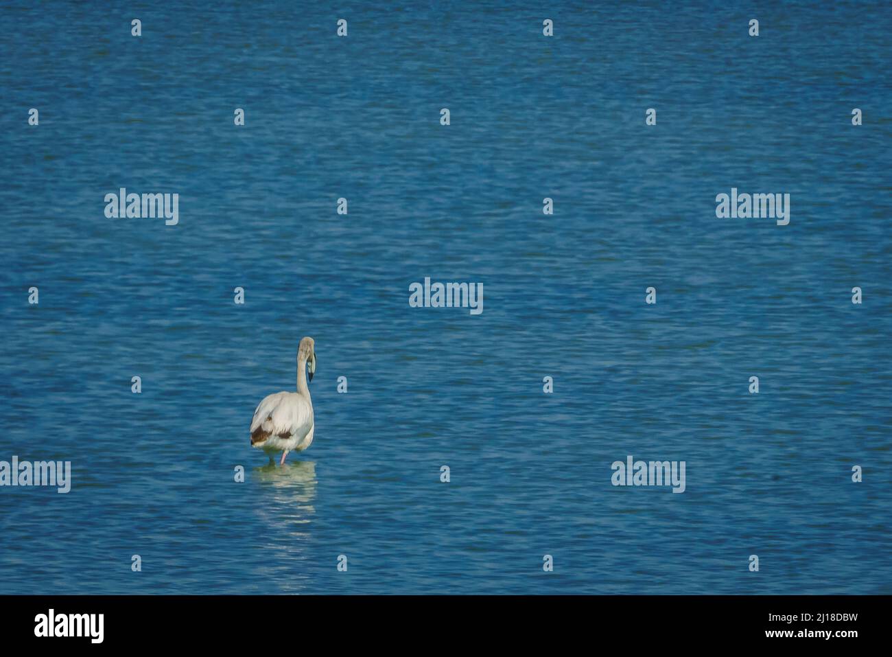 Flamants dans le parc régional de Salinas y Arenales del Mar Menor. Murcie. Espagne. Banque D'Images