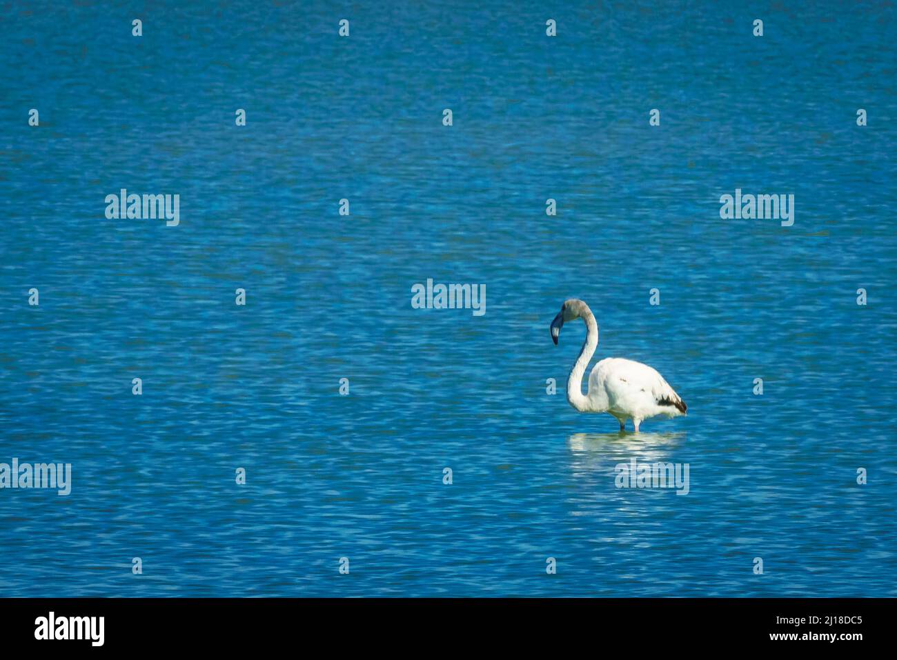 Flamants dans le parc régional de Salinas y Arenales del Mar Menor. Murcie. Espagne. Banque D'Images