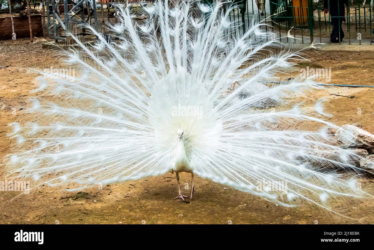 Plumes à fond de paon blanc Banque D'Images