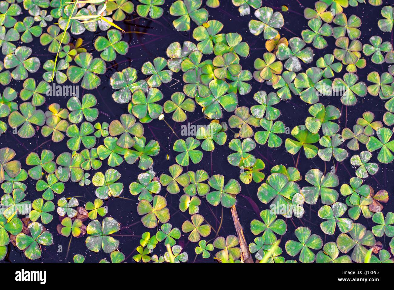 Feuilles flottantes de motif de plante de trèfle Banque D'Images