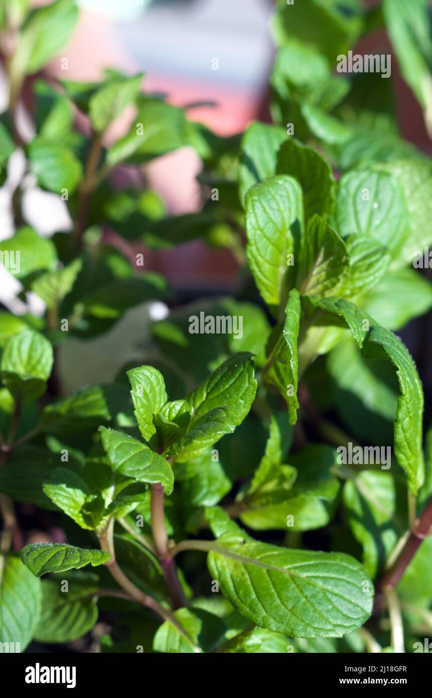 Menthe, lat. Mentha, famille: Labiates Lamiaceae, ordre: Labiates Lamiales Banque D'Images