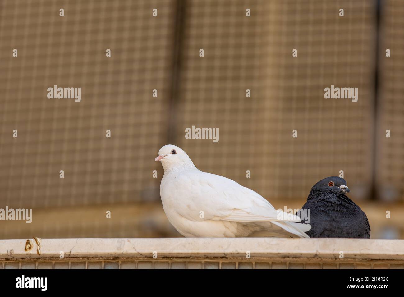 Deux pigeons blancs et noirs sont assis dans leur nid. Banque D'Images