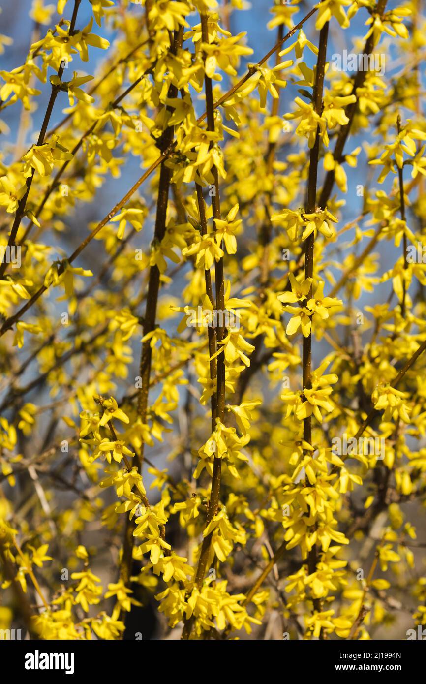 Fleurs de printemps, Forsythia × branches intermedia et fleurs Banque D'Images