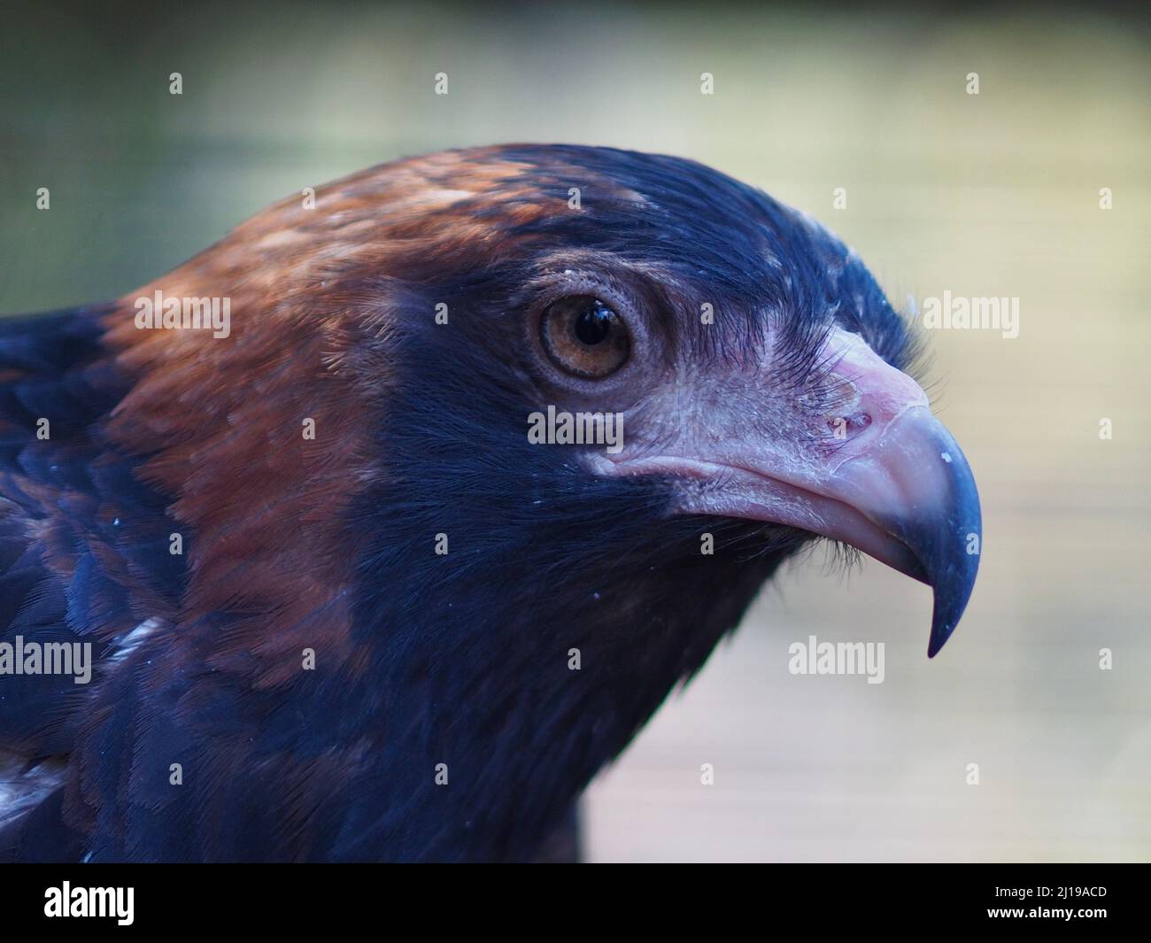 Magnifique Buzzard noir dans une beauté spectaculaire. Banque D'Images