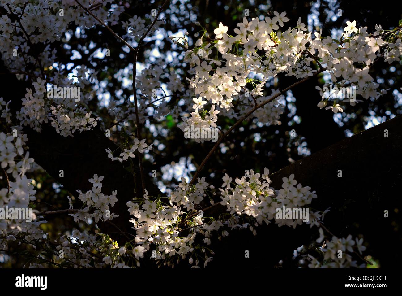 cerisiers en fleurs au printemps, contre-jour, saison et concept de la nature Banque D'Images