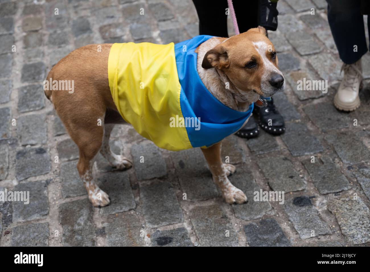 New York, États-Unis. 23rd mars 2022. Un chien est enveloppé du drapeau ukrainien lors d'une démonstration de soutien à l'Ukraine contre l'invasion russe. Le consul général ukrainien à New York, Oleksii Holubov et le maire de New York, Eric Adams, ont levé des drapeaux américains et ukrainiens dans le quartier financier de Manhattan. Credit: Enrique Shore/Alay Live News Banque D'Images