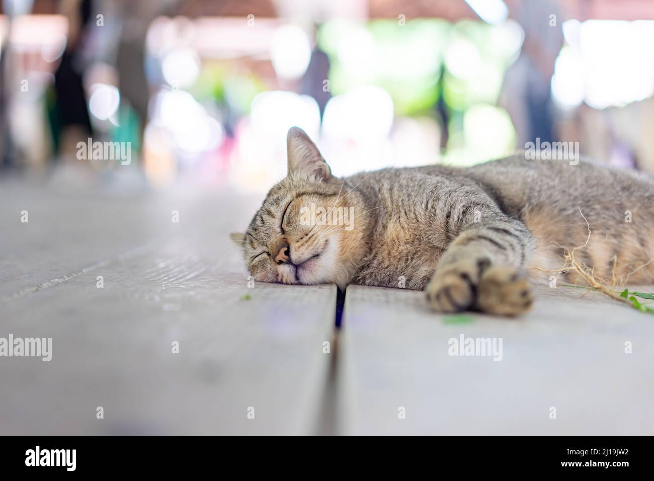 Un chat gris drôles dort après avoir pris une racine de copperleaf indien (catnip) sur le plancher de bois. Banque D'Images