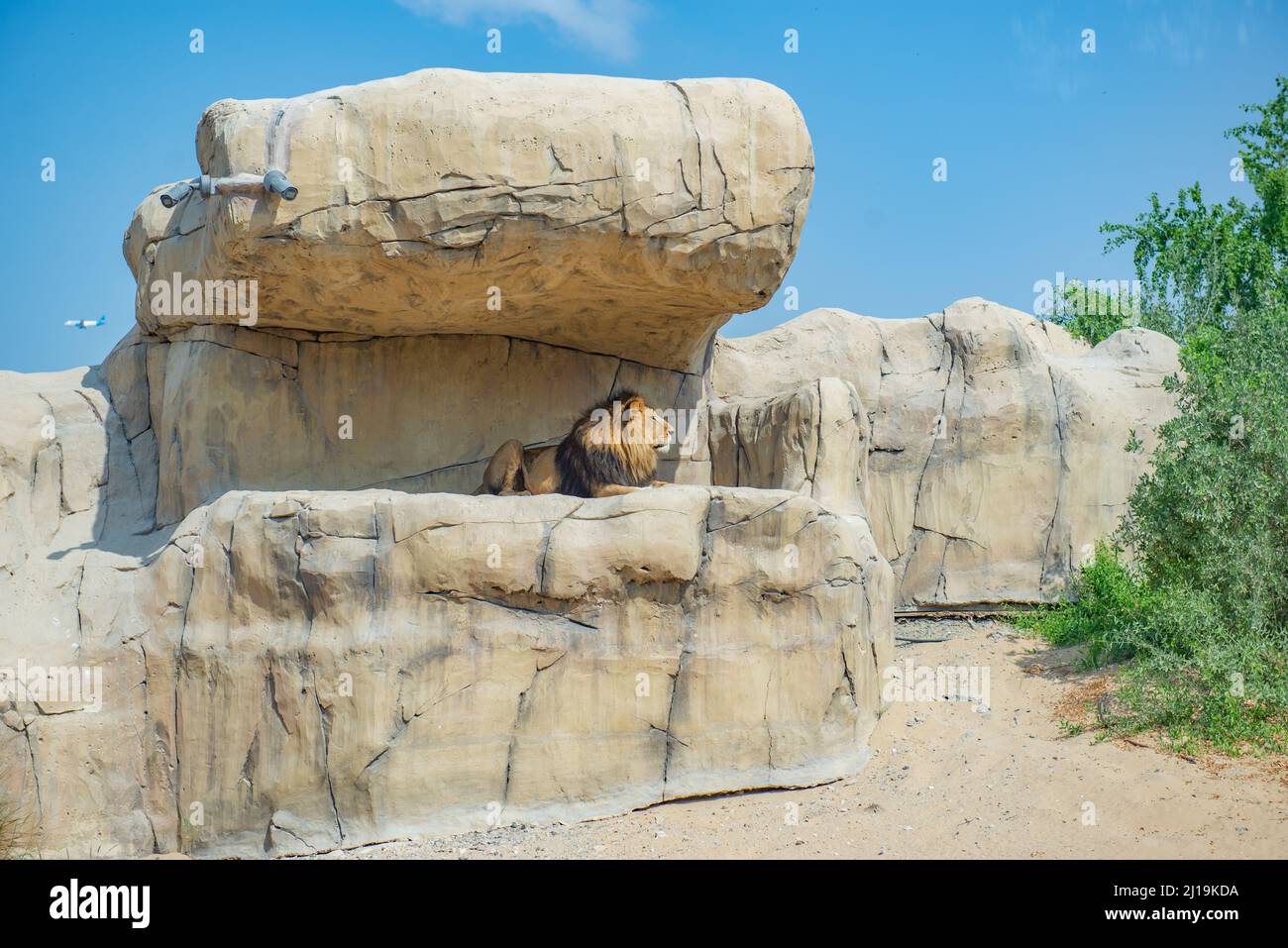 un immense lion repose sur une pierre Banque D'Images