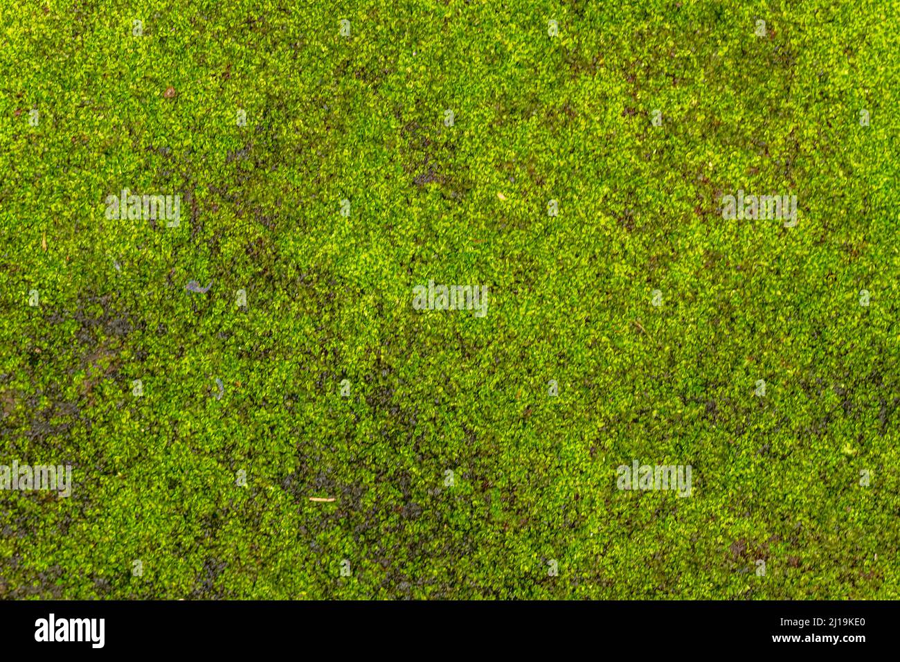 Plantes d'herbe verte fraîche, utilisées pour l'arrière-plan avec un thème de la nature, concept naturel Banque D'Images