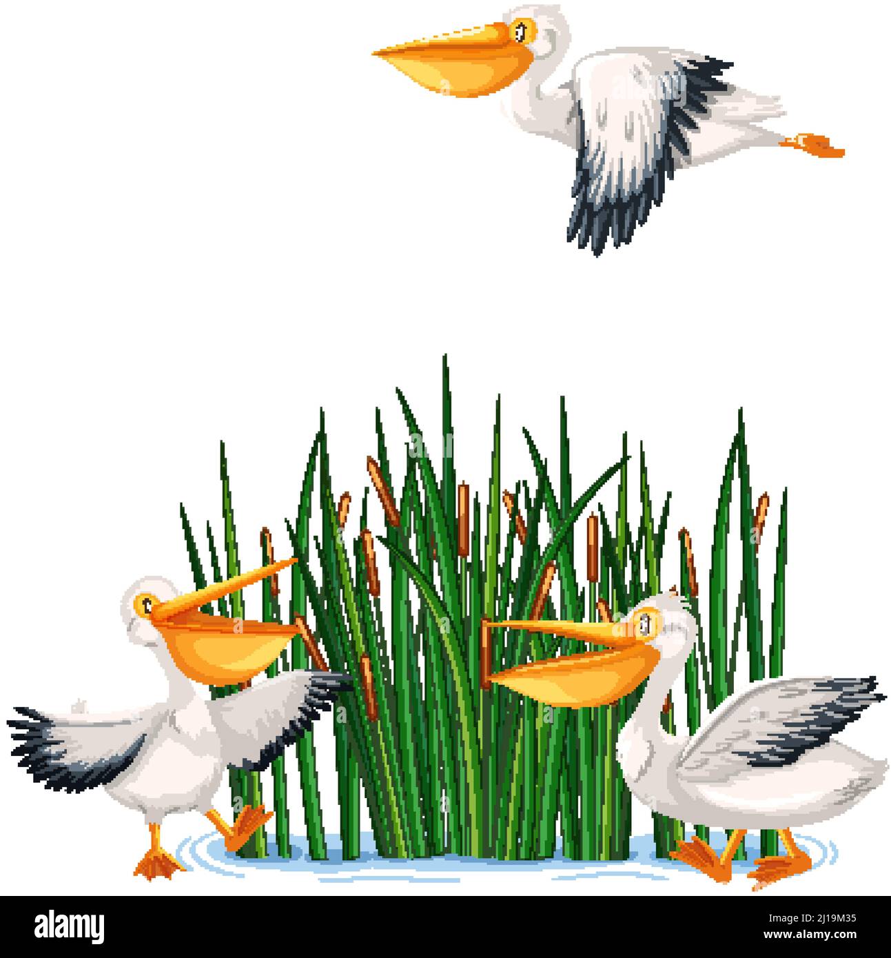 Australie oiseaux pélican en dessin animé Illustration de Vecteur