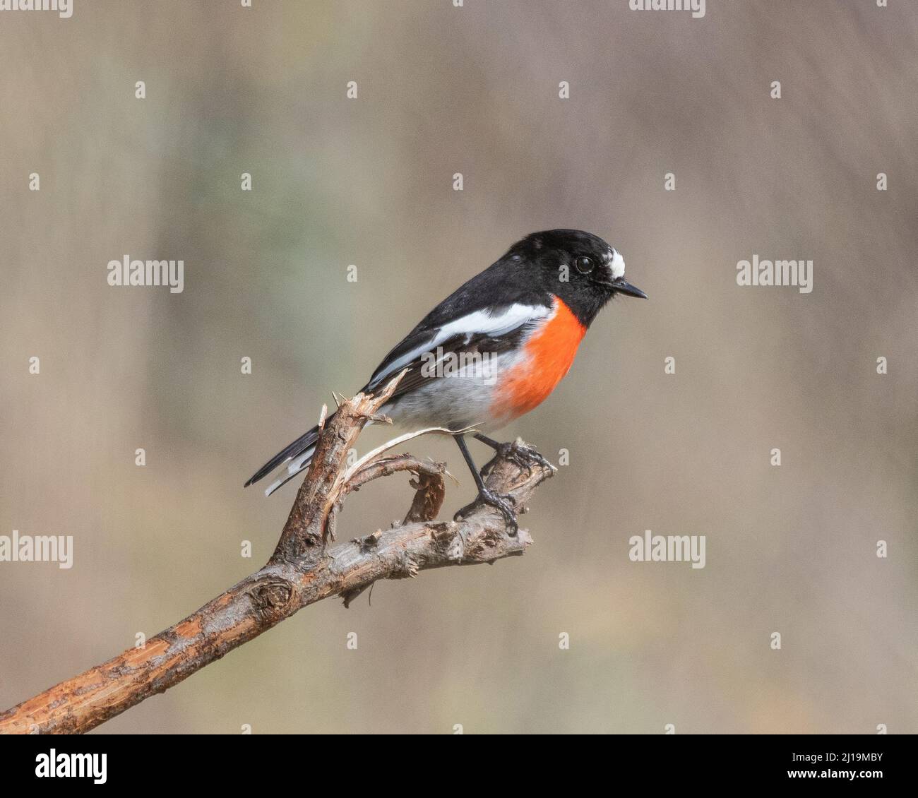 Boodang Banque D'Images