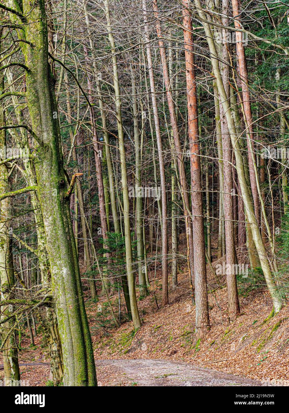 Arbres, forêt, forêt mixte, troncs d'arbres, chemin de forêt, Baden-Baden, Bade-Wurtemberg, Allemagne Banque D'Images