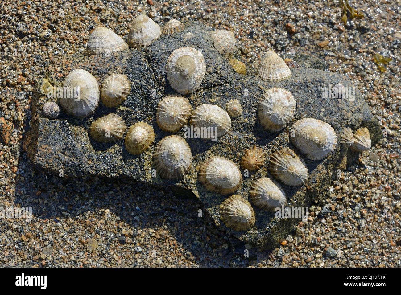 Patella vulgata, Saint Quay-Portrieux, Bretagne, France Banque D'Images