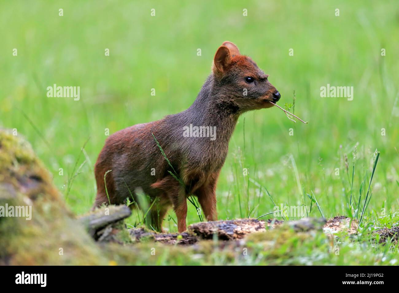 pudu Sud (Pudu puda), adulte, femme, alimentation, captive Banque D'Images