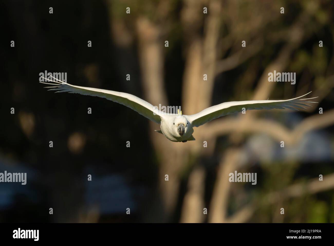 Cocatua galerita (Cacatua galerita) oiseau adulte en vol, Sydney, Nouvelle-Galles du Sud, Australie Banque D'Images