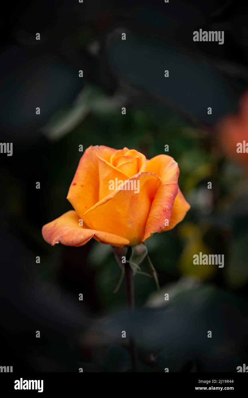 Rose arbustive (Rosa), orange, International Rose Test Garden, Portland, Oregon, États-Unis Banque D'Images