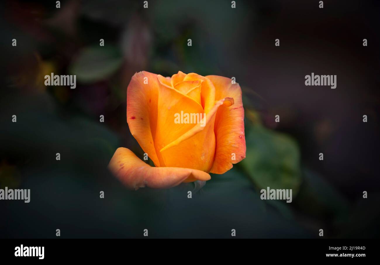 Rose arbustive (Rosa), orange, International Rose Test Garden, Portland, Oregon, États-Unis Banque D'Images