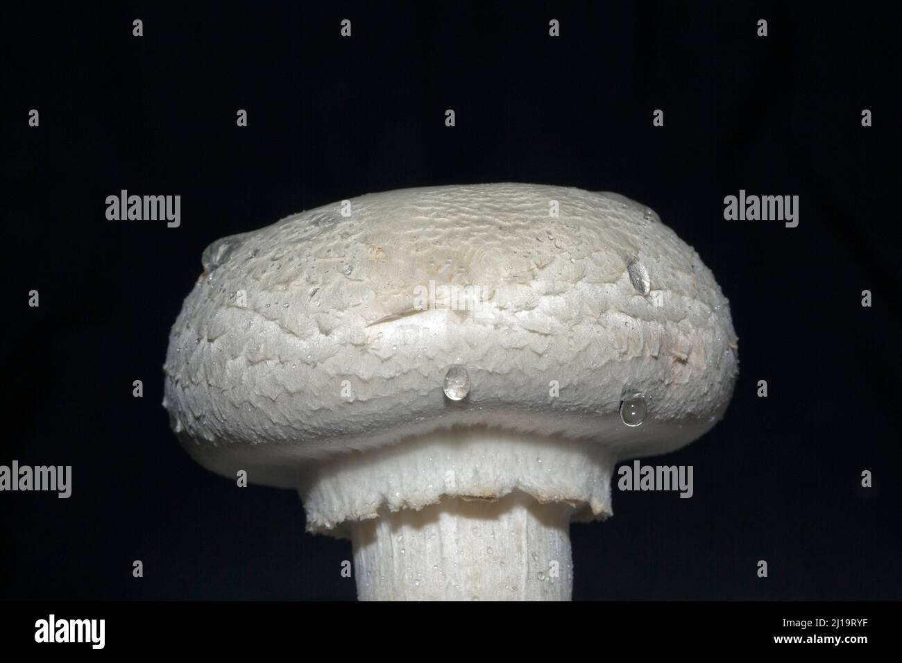 Champignon blanc de cheval (Agaricus arvensis) avec goutte d'eau, studio de photographie avec fond noir Banque D'Images