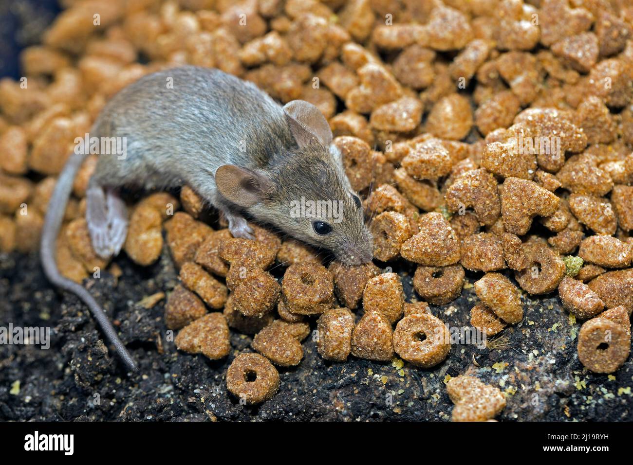Une souris domestique (Mus musculus) mange de la nourriture pour chats Banque D'Images