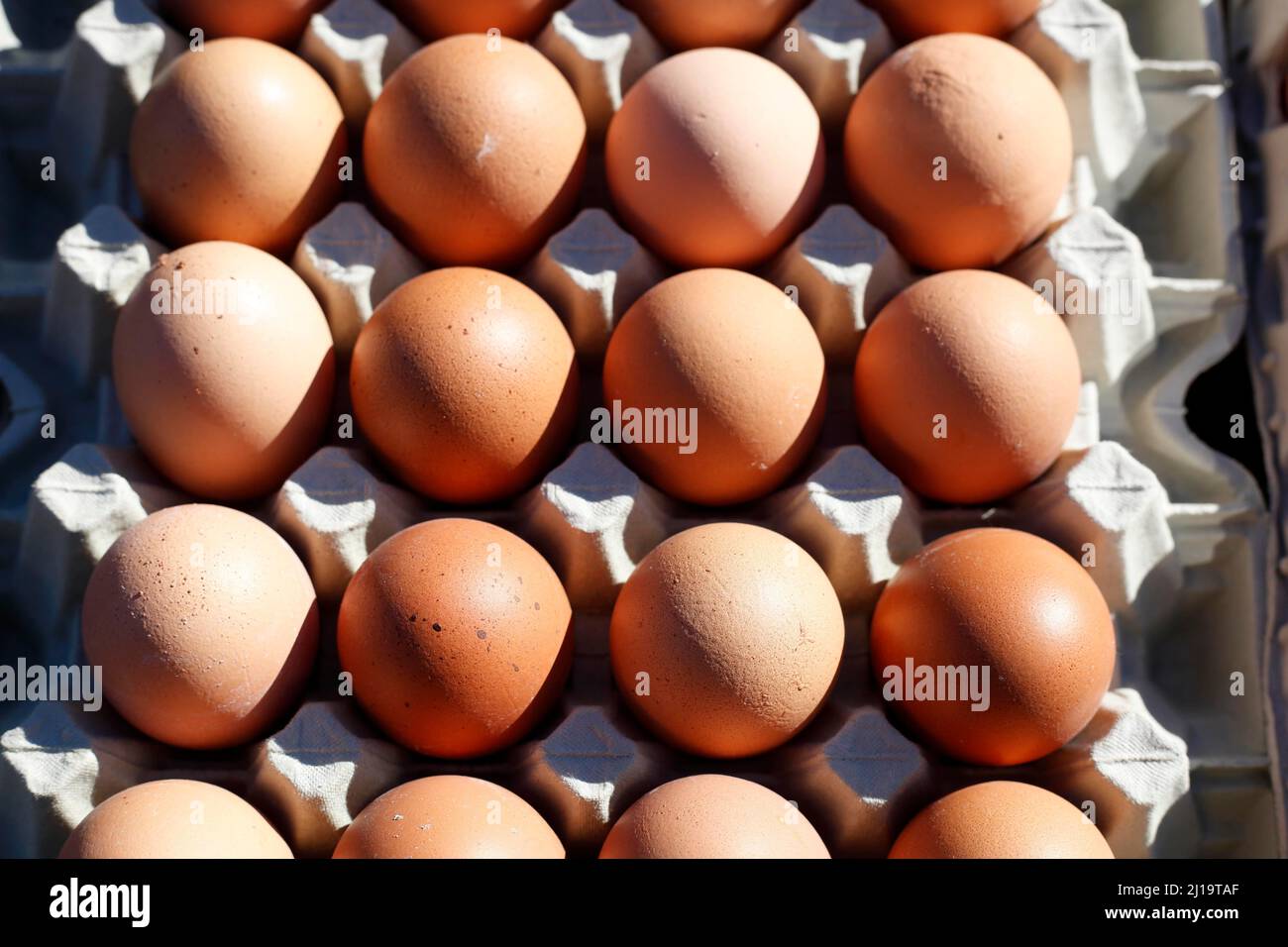 Œufs frais bruns dans des cartons d'œufs dans un marché, Allemagne Banque D'Images