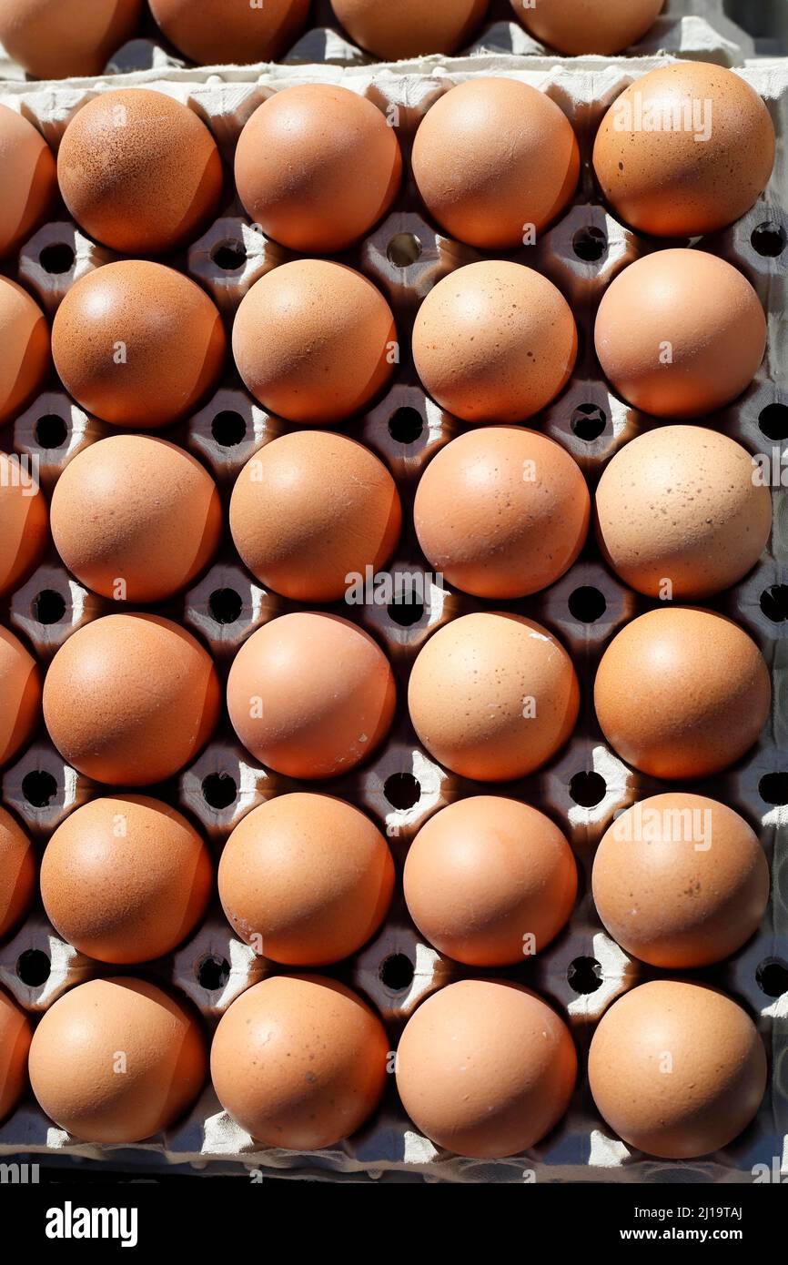Œufs frais bruns dans des cartons d'œufs dans un marché, Allemagne Banque D'Images