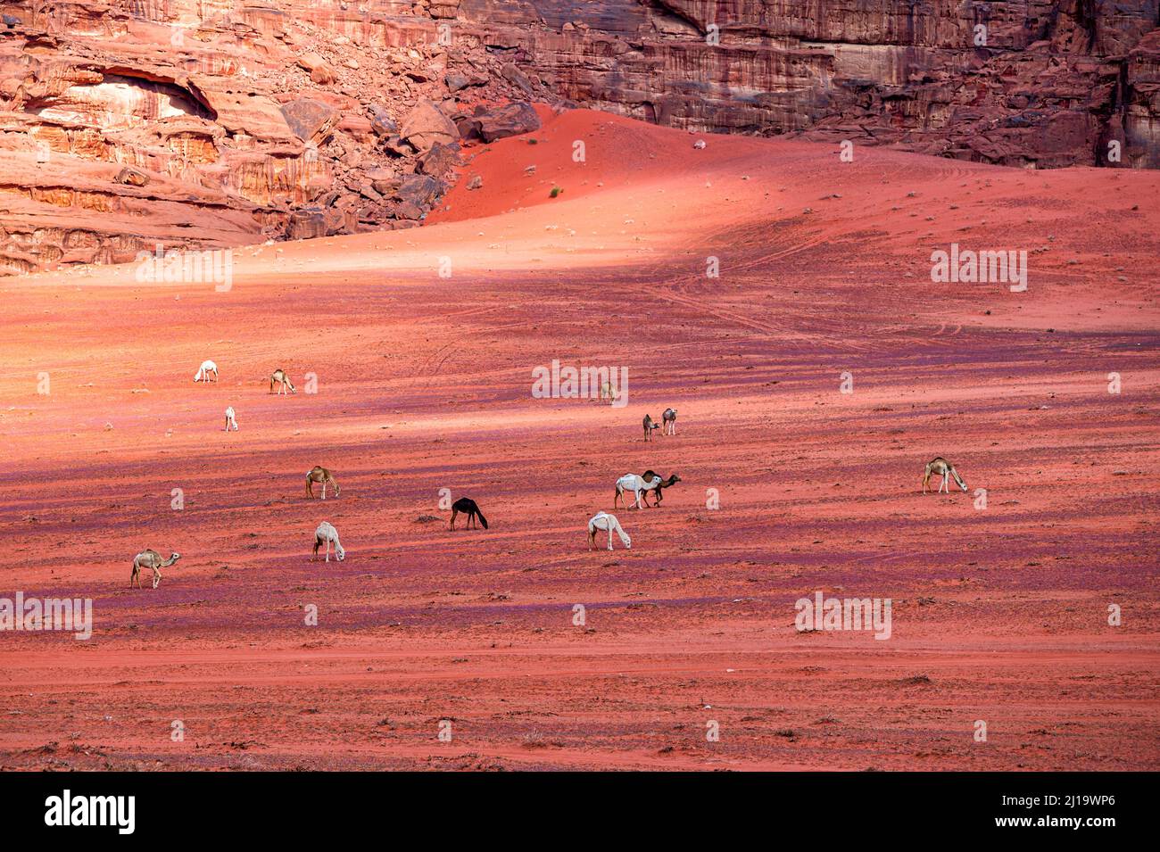 Les chameaux (Camelus dromedarius) dans le désert de Wadi Rum. Jordanie. Banque D'Images