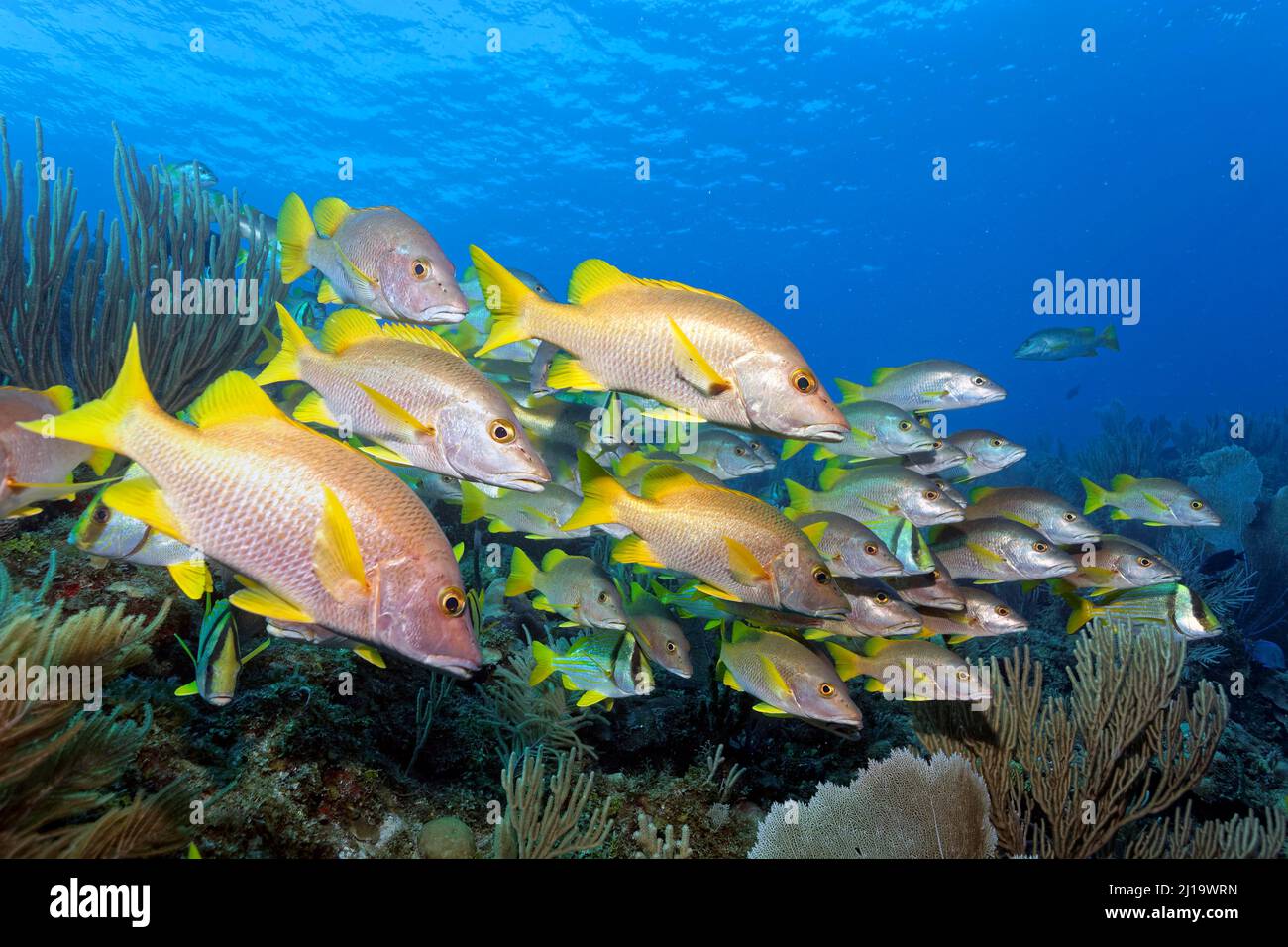 Vivaneau de maître (Lutjanus apodus) nageant sur le récif de corail, le parc national Jardines de la Reina, la mer des Caraïbes, Camagueey et Ciego de Avila Banque D'Images